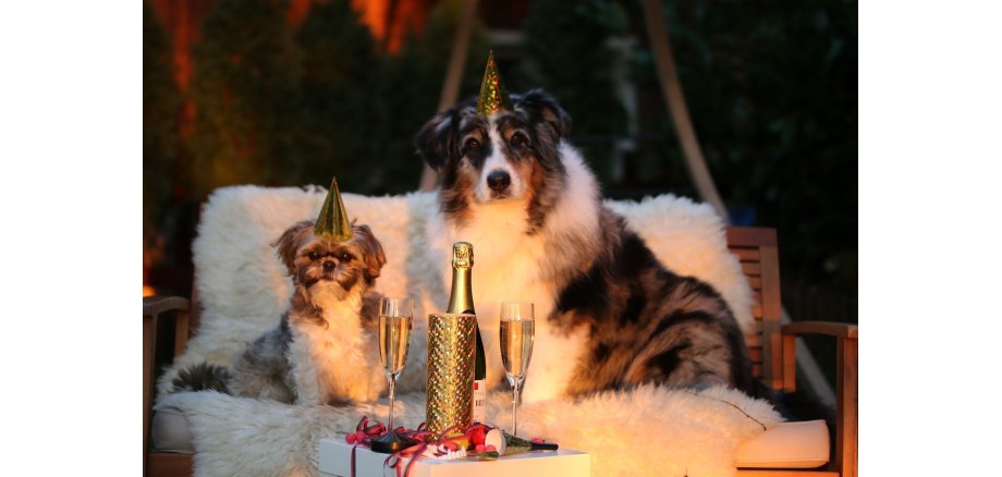 Zu sehen sind zwei Hunde, die Partyhütte tragen. Das Bild soll Neujahrsstimmung vermitteln.